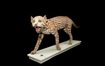 Media type: image;   Mammalogy 5858 Description: Ocelot mounted skin.;